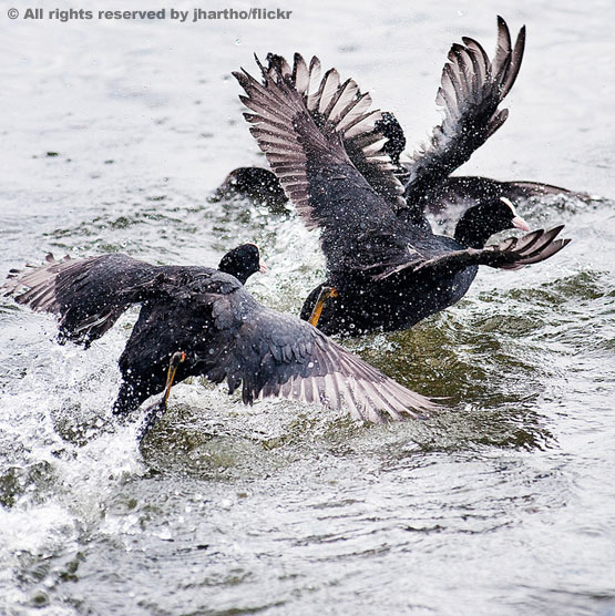 Coot Fight In My Backyard posted on Flickr by jhartho